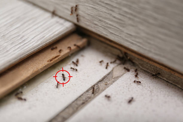 Best Pest Control for Restaurants  in Little Silver, NJ