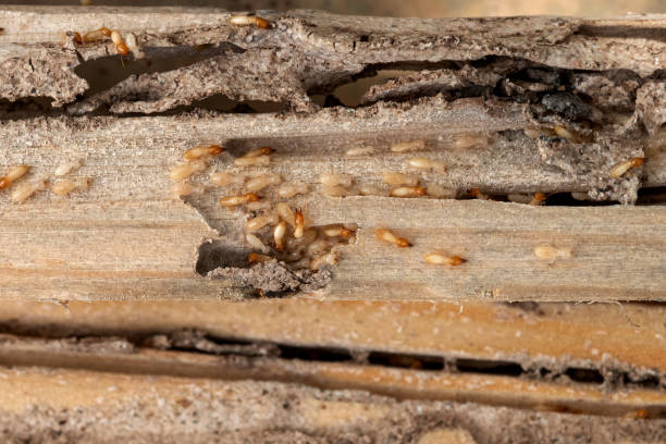 Wildlife Control Services in Little Silver, NJ