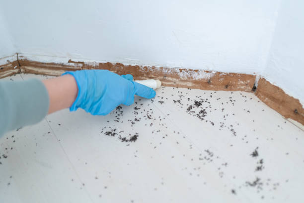 Best Affordable Pest Control Services  in Little Silver, NJ